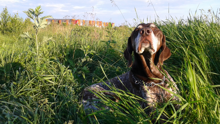 Praca z psem Wrocław